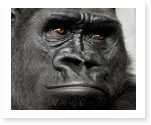 King Kong essay