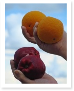 Compare Essays