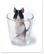 essay on animal experimentation
