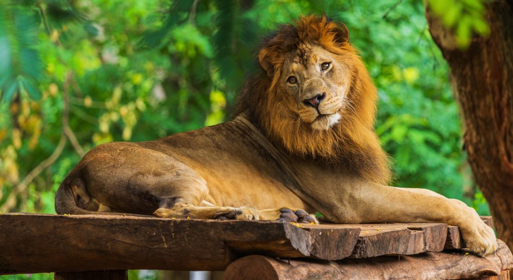 Male lion resting near a tree.