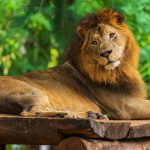 The Lion King Essay: Ideas to Consider